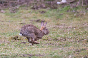 Walter Nork - Wildkaninchen/ St.TÃ¶nis
