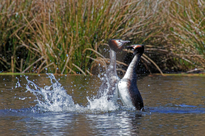 Walter Nork - Haubentaucherbalz-Pinguintanz/ Nette
