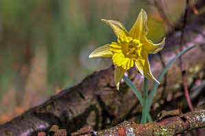 Walter Nork - Wildnarzisse im Perlenbachtal/ Eifel

