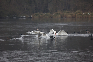 Walter Nork - Schwanenspektakel/ Dewittsee
