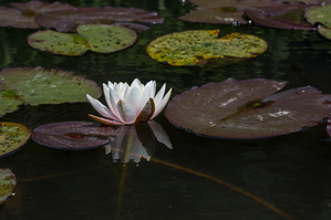 Walter Nork - Seerose/ Sassenfeld NSH
