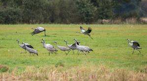 Walter Nork - Kraniche/ Diepholzer Moor
