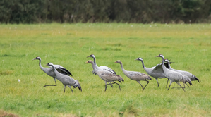 Walter Nork - Kraniche/ Diepholzer Moor
