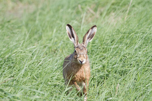 Walter Nork - Hase/ Ostfriesland
