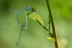 Walter Nork - Hufeisenazurjungfer Libellenrad
