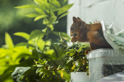 Ingrid Dierdorf - Selbstbedienung
