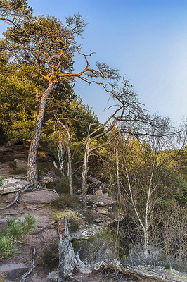 Ingrid Dierdorf - Abendstrahlen
