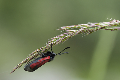 Ingrid Dierdorf - Kleines Widderchen

