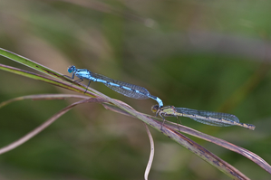 Walter Nork - Hufeisenazurjungfern
