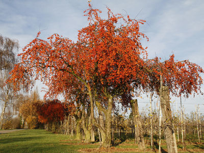 Ingrid Dierdorf - Apfelbaum
