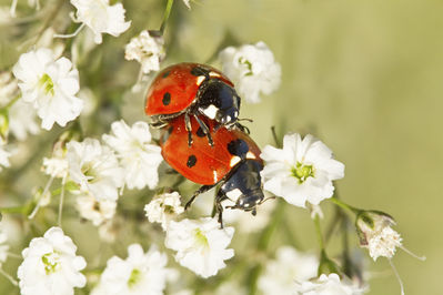 Walter Nork - ...der Liebe
