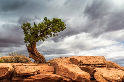 Ingrid Dierdorf "Einzelkämpfer"
