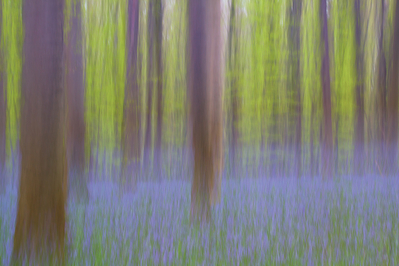 Ingrid Dierdorf - Wald im FrÃ¼hjahr
