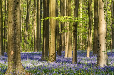 Ingrid Dierdorf "Die Geradlinigen"
