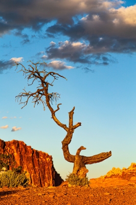 Ingrid Dierdorf "Emporkömmling"
