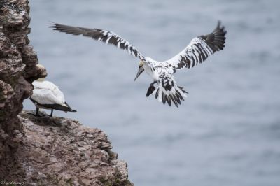 Ingrid Dierdorf - Jungtier
