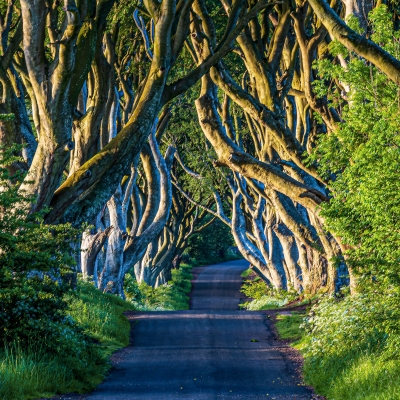 Ingrid Dierdorf "Zauberwald"
