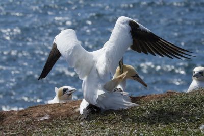 Ingrid Dierdorf - Paarungsakt
