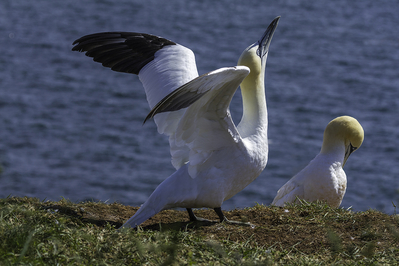 Ingrid Dierdorf - Lebensfreude
