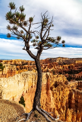 Ingrid Dierdorf "Überlebenskünstler"

