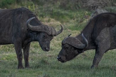 Wiebke Bulgrin "Büffel messen ihre Kräfte"
