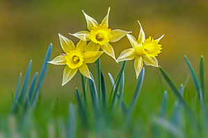 Walter Nork - Wilde Narzissen/ Eifel
