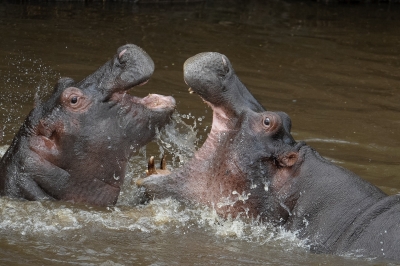 Wiebke Bulgrin "Flusspferde beim Kampf"
