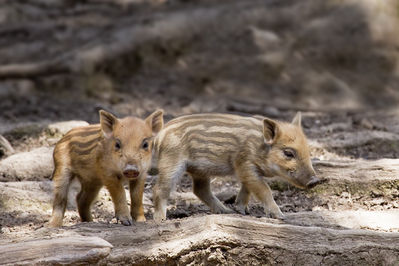 Walter Nork - Frischlinge/ Wildtiergehege Hellenthal
