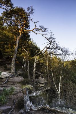 Ingrid Dierdorf - Letzte Sonnenstrahlen im PfÃ¤lzer Wald
