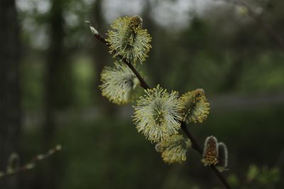 Ingrid Dierdorf - FrÃ¼hlingsbote WeidenkÃ¤tzchen
