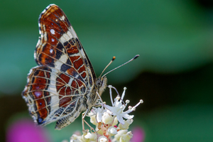 Walter Nork - LandkÃ¤rtchen/ SÃ¼chteln
