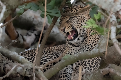 Wiebke Bulgrin "Leopard"
