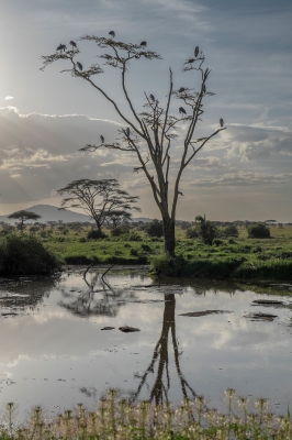 Wiebke Bulgrin "Marabus im Schlafbaum"
