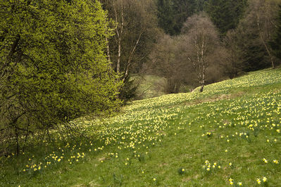 Walter Nork - Wildnarzissen/ Eifel - Perlbachtal
