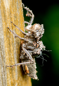 Rainer Deling - Libellenpuppe
