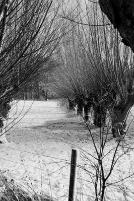 Rainer Deling - Weiden im Winter
