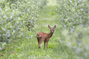 reh_apfelplantagen-druck.jpg