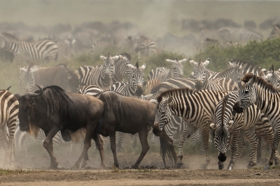 Wiebke Bulgrin "Herdenwanderung"
