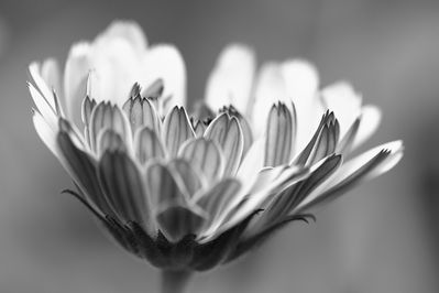 Wiebke Bulgrin - Ringelblume
