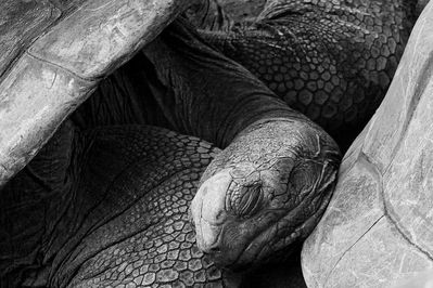 Wiebke Bulgrin - RiesenschildkrÃ¶ten
