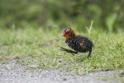 Walter Nork - Auf zu neuen Ufern (BlÃ¤sshuhn KÃ¼ken)
