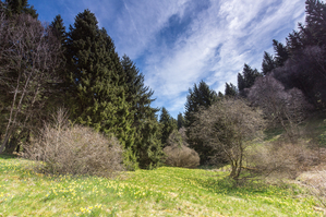 Walter Nork - Wildnarzissen im Perlenbachtal/ Eifel
