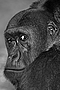 259_flachlandgorilla.jpg