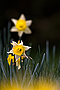 267_narzissen_wilde.jpg
