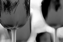292_tulpen_in_sw.jpg