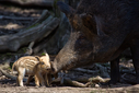 304_wildschwein_mutter_kind.jpg