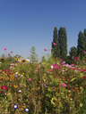 Dateiname=IMG_20160910_111649Blumenwiese auf der Reichenau im September.jpg
Dateigröße=691KB
Abmessungen: 750x1000
hinzugefügt am: 25. Oktober 2016 IMG_20160910_111649Blumenwiese auf der Reichenau im September.jpg