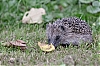 Dateiname=Igel-30x45cm.jpg
Dateigröße=2753KB
Abmessungen: 2500x1667
hinzugefügt am: 14. Juli 2023 Igel-30x45cm.jpg