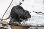 Nutria_28229.jpg