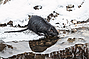 Nutria_28329.jpg